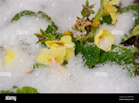 Insekten Detail Hi Res Stock Photography And Images Alamy