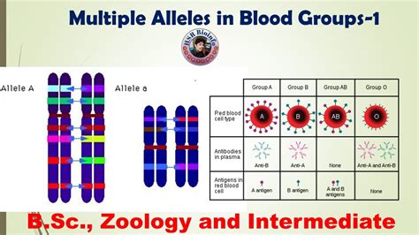 Multiple Alleles 1 In Blood Groups Genetics Hsr Bioinfo Youtube