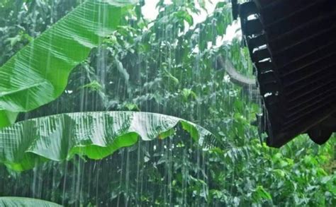 雨打芭蕉：这一意象蕴含了三种美，历代文人墨客为之歌咏芭蕉雨打芭蕉芭蕉叶新浪新闻