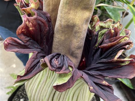 See Rare Corpse Flower Bloom — Without Having To Deal With The Smell