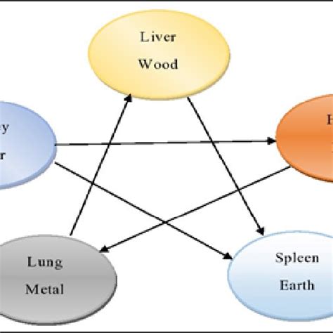 The Interactions Of The Zang Organs And The Fu Organs In The 5 Elements