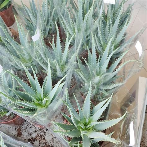 Aloes Drzewiasty Aloe Arborescens Cm Sklep Kwiatydonice Pl