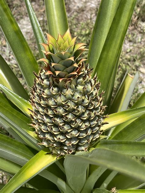 Pineapple Time Lapse Part 3 Rpineapple