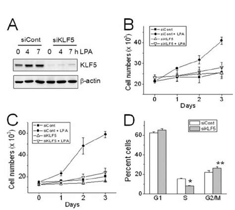 Knockdown Of KLF5 By SiRNA Attenuates LPA Mediated Cell Proliferation