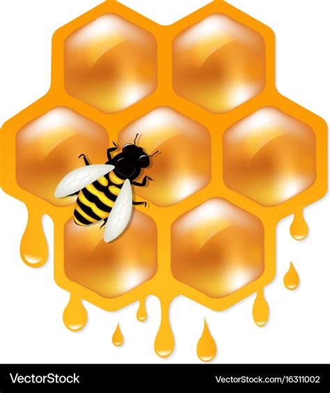 Honeycombs With Bee Royalty Free Vector Image Vectorstock