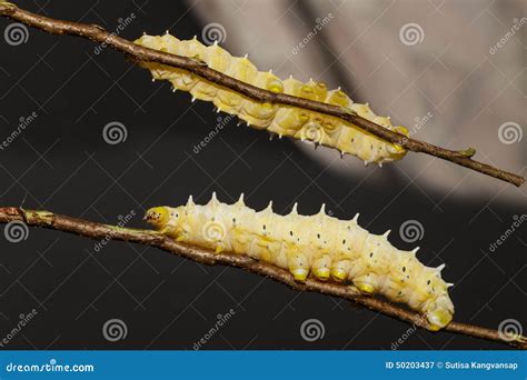 Caterpillar Of Eri Silk Moth Royalty-Free Stock Photo | CartoonDealer ...