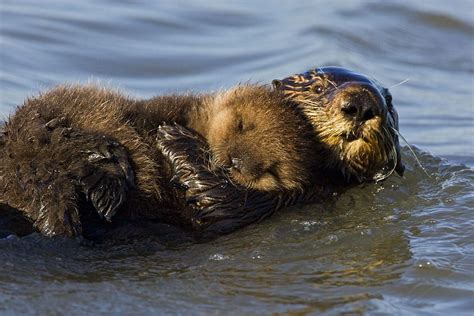 Sea Otter Moms Risk Lives To Raise Babies National Geographic Blog