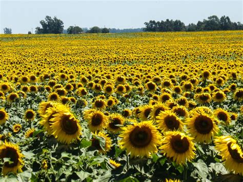 Cómo cultivar girasoles en maceta AL DETALLE