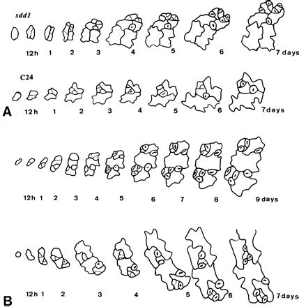 A Subtilisin Like Serine Protease Involved In The Regulation Of