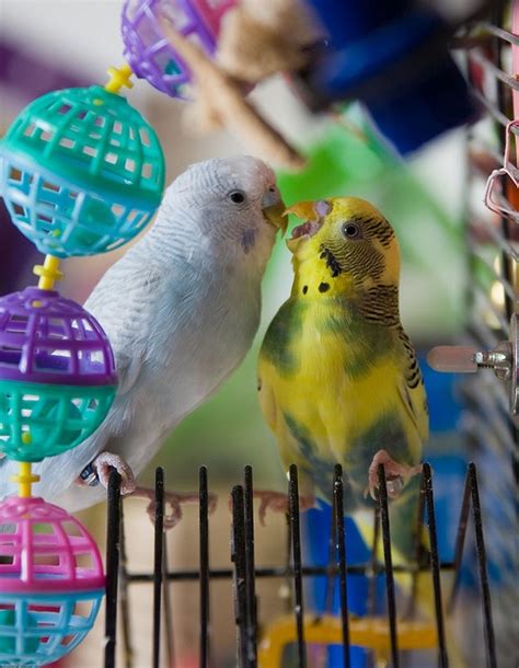 17 Best images about Parrotlets and Budgies on Pinterest | Birds ...