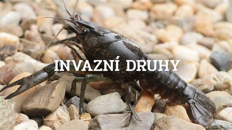 Homepage - Invazní druhy - AOPK ČR