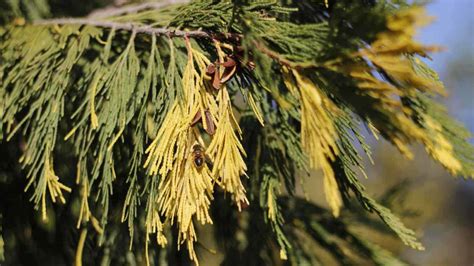 How To Plant Grow And Care For Arborvitae Trees Properly