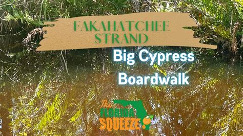 Fakahatchee Strand Big Cypress Boardwalk Video Youtube