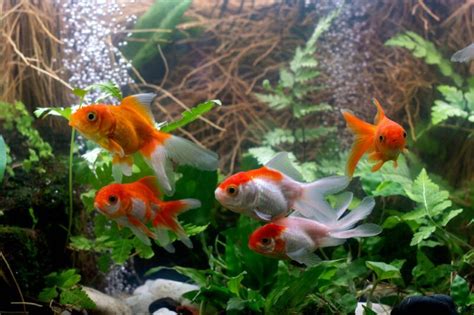 Pregnant Goldfish What To Look For And What To Do • Guide