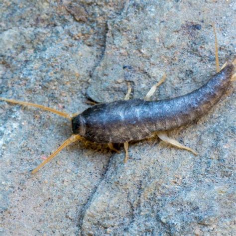 Five Signs of a Silverfish Infestation · ExtermPRO