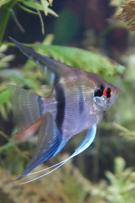 13 Types of Angelfish for Your Freshwater Aquarium (Images and Videos)