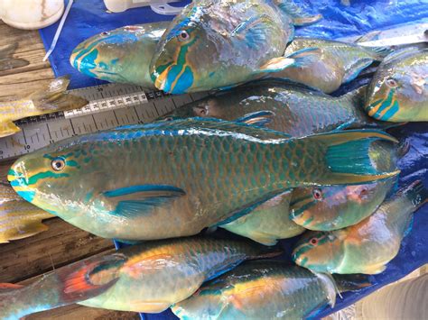 Protect Phu Quoc Environment Save Parrotfish Save Coral Reef