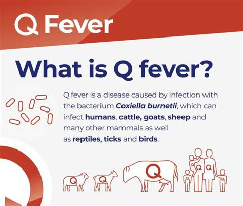 Q Fever MEDizzy