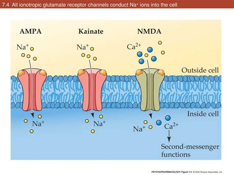 PPT Chapter 7 Glutamate And GABA PowerPoint Presentation Free