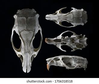 18,478 Rodent teeth Images, Stock Photos & Vectors | Shutterstock