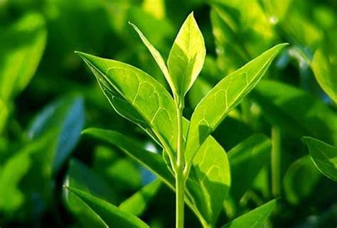 Vitamins and Minerals Found in Green Tea - Imperial Tea Garden®