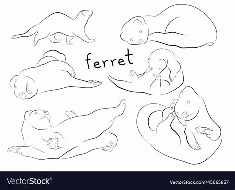 Set Of Ferret Outline Royalty Free Vector Image