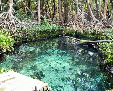 Visita Bi Sfera De Los Petenes Ruta Mx