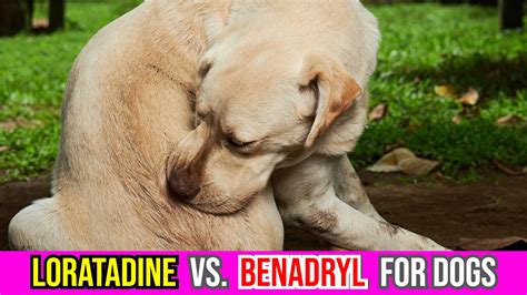 Is Loratadine Better Than Benadryl For Dogs' Allergies?