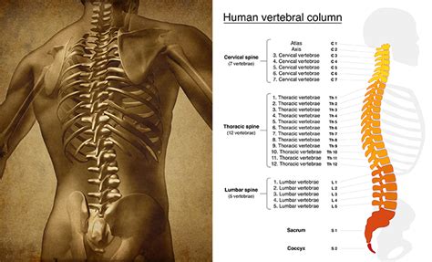 Anatomy Of The Spine Suburban Orthopaedic Medical Center Llc