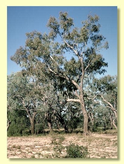 eucalyptus coolabah