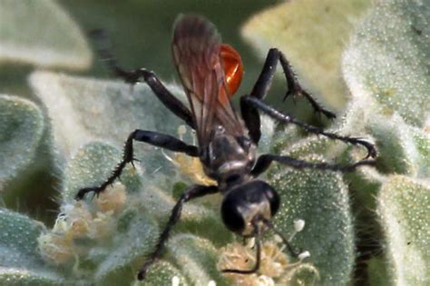 Sphecodes Or Wasp Prionyx Bugguide Net