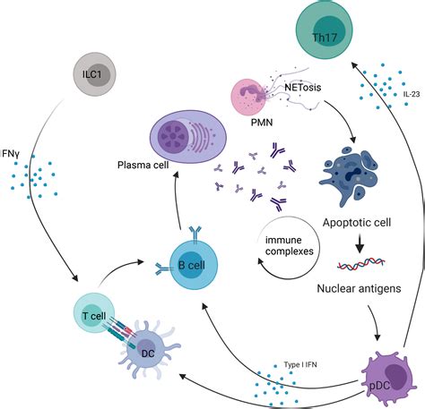 Frontiers Innate Lymphoid Cells In Autoimmune Diseases