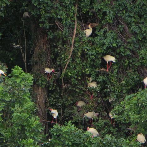 Florida Ibis nesting | Wildlife, Animals, Florida