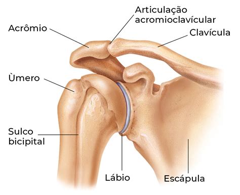 Artrose Acr Mio Clavicular Suort Cl Nica Integrada