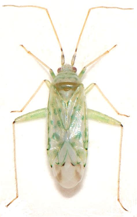 21 MIRIDAE Reuteria Marqueti Puton Female Rob Ryan Flickr