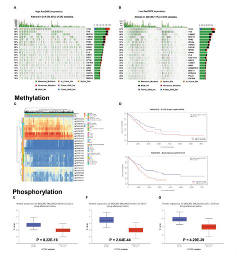 Mutation Methylation And Phosphorylation Of RASGRP2 In LUAD A B