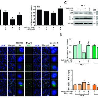 The Rescue Effects Of The Autophagy Inhibitor 3 MA On Stellettin