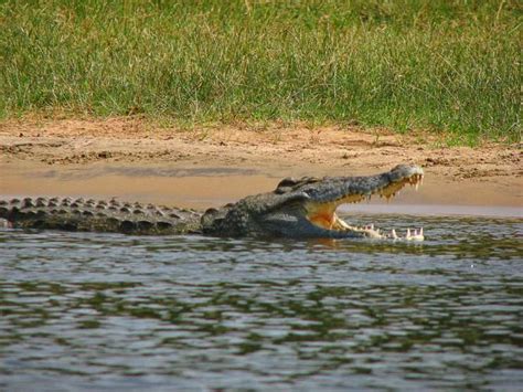 Nile Crocodile Latest Invasive Threat In Florida Everglades | WUSF