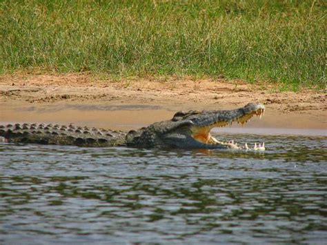 Nile Crocodile Latest Invasive Threat In Florida Everglades