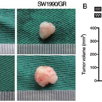 Effects Of Mir B On Tumor Xenograft Growth A Nude Mouse Xenograft