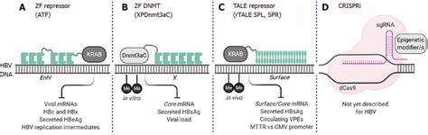 Novel Epigenome Engineering Tools That Target Hepatitis B Virus Dna