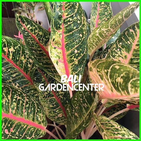 Jual Tanaman Hias Aglaonema Dona Carmen Kab Badung Bali