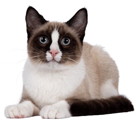 Snowshoe Cat Breed Profile Litter Robot