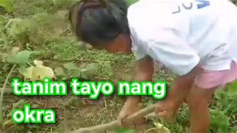 Buhay Na Ang Aming Mga Tanim Na Gabi At Balanghoy May Bagong Tanim Tayo