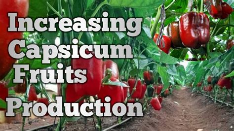 What To Do To Increase Greenhouse Capsicum Sweet Pepper Fruits