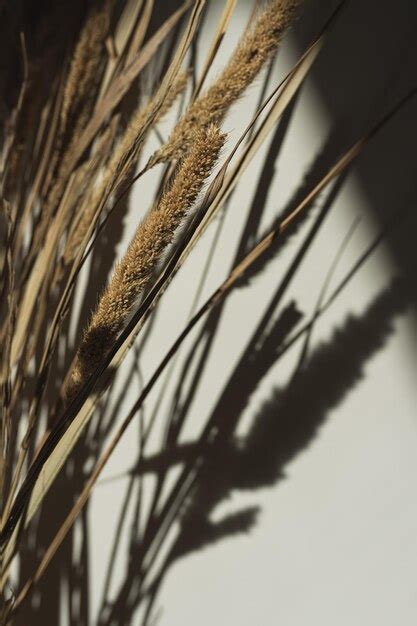 Buquê de grama de pampa seca em sombras de luz solar em parede branca