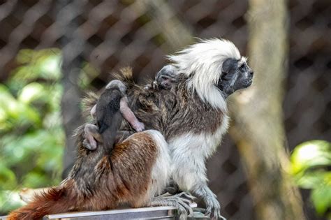 A pair of rare cotton-top tamarin monkeys were just born at Walt Disney ...