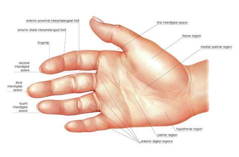 Anatomy Regions Of The Hand Photograph By Science Photo Library Fine