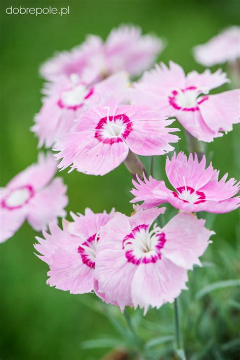 Szkółka Bylin Dobrepole Dianthus Mountain Frost Pink Twinkle Goździk