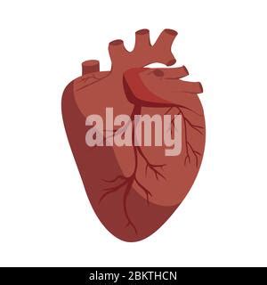 Cuore Anatomico Cartoon Organo Cardiovascolare Biologico Umano